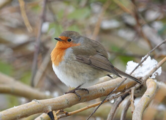 A side view of a robin perching in a tree in winter. 