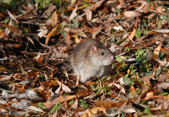 Naklejka na ściany i meble A brown rat foragaing amongst the fallen leaves on the ground. 