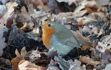 A robin in closeup on the ground in winter. 