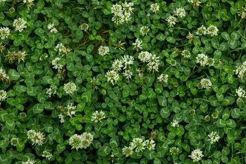 Foto op Plexiglas Gras Top view lawn with clover and green grass. White clover (Trifolium repens) flowers. Nature background.