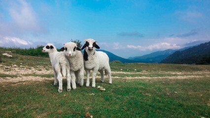 sheep on the mountain