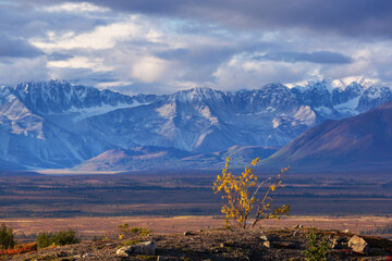 Autumn in polar tundra
