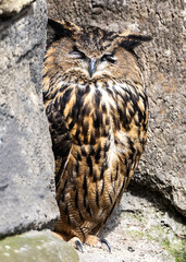 Eurasian Eagle Owl (Bubo bubo)
