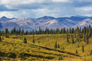 Autumn in polar tundra