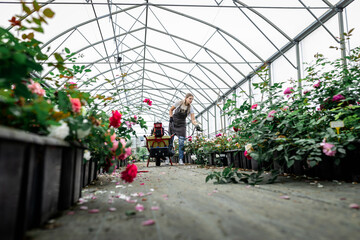 Female gardener in apron working with roses water them in the greenhouse.