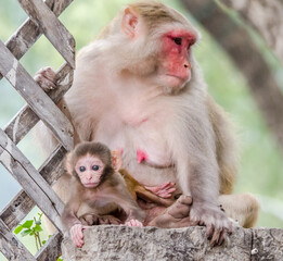 Infant monkey with her mother monkey