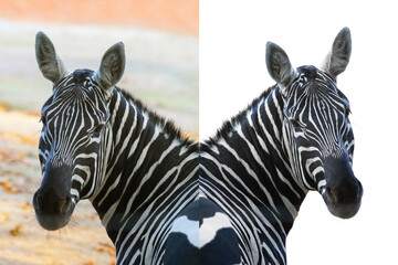 Fototapeta na wymiar portrait of a zebra in natural conditions and isolated on a white background for easy work for the designer