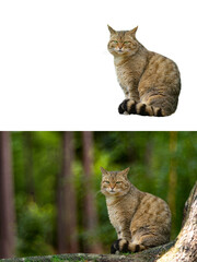 European wildcat, felis silvestris, isolated on white background and in natural conditionsfor the convenience of the designer © fotomaster