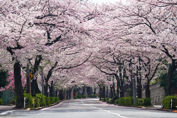 桜の花が満開の並木道 - 620142666