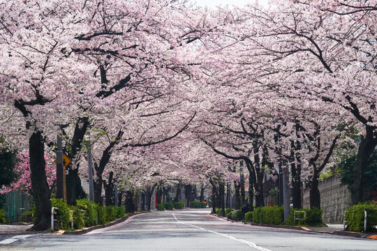 桜の花が満開の並木道