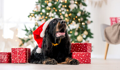 Gordon setter dog wearing Santa hat in Christmas time with gifts at home holidays portrait....