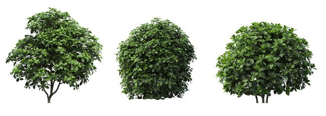 Obraz premium bush isolated on white background, 3D illustration, cg render 
