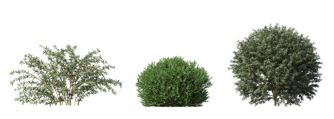 bush isolate on a transparent background, 3D illustration, cg render
- 620143625