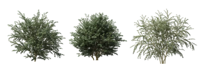  bush isolate on a transparent background, 3D illustration, cg render  © vadim_fl