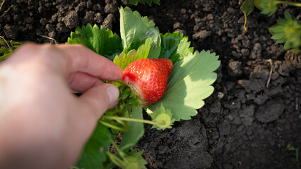 the hand reaches for a strawberry bush and a strawberry berry