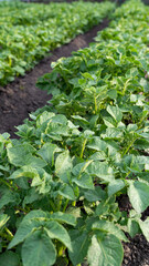 Naklejka premium rows of green plants