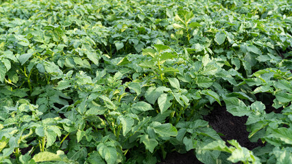 green leaves of young potatoes grow in the garden