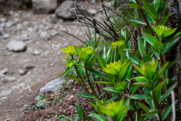 Yellow flower or cushion spurge blooming in spring season. Green and yellow euphorbia plants seen on a trekking trail during trek to everest base camp in nepal.  