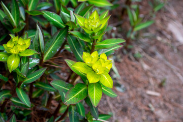Obraz premium Yellow flower or cushion spurge blooming in spring season. Green and yellow euphorbia plants seen on a trekking trail during trek to everest base camp in nepal. 