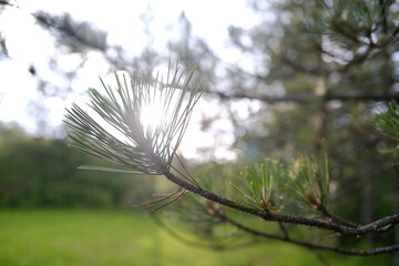 Pine tree needles on a branch and sunshine