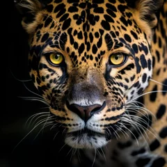 Zelfklevend Fotobehang jaguar looking dangerous © fitpinkcat84