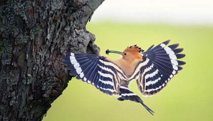 Crested Hoopoe Upupa epops it flies to the nest and carries food for the female for the young. © Jiří Fejkl