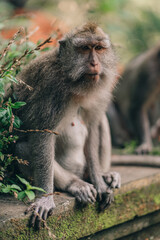 Close up shot of chill sitting monkey besind green plant. Macaque on stone wall in sacred monkey forest
