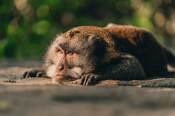 Close up shot of lying relaxed monkey watching careful. Macaque in sacred ubud monkey forest...