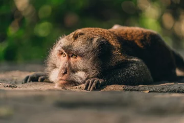 Foto auf Acrylglas Close up shot of lying relaxed monkey watching careful. Macaque in sacred ubud monkey forest sanctuary © Flash concept