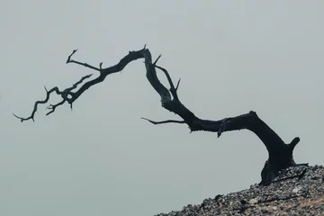 Fototapeten Close up shot of burnt tree branches with cold fog background. Hills vegetation landscape view. © Flash concept