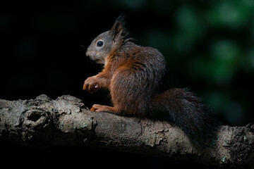Eurasian red squirrel (Sciurus vulgaris)  on a branch. Noord Brabant in the  Netherlands. Dark background.