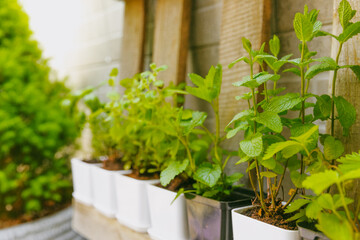 Fresh garden herbs in pots. Rosemary, mint, oregano and strawberries in pots. Seedling of spicy spices and herbs. Assorted fresh herbs in a pot. Home aromatic and culinary herbs.