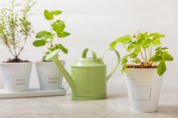 Fresh garden herbs in pots. Strawberries in a pot on the background of a blurred kitchen interior. Seedling of spicy spices and herbs. Assorted fresh herbs in a pot. Home aromatic and culinary herbs.