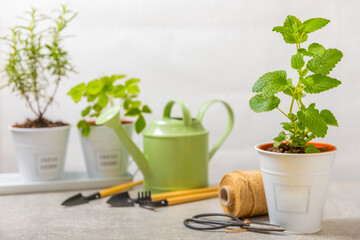 Fresh garden herbs in pots. Mint in a pot on the background of a blurred kitchen interior. Seedling of spicy spices and herbs. Assorted fresh herbs in a pot. Home aromatic and culinary herbs.
