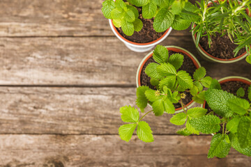 Fresh garden herbs in pots. Rosemary, mint, oregano and strawberries in pots on a textured...