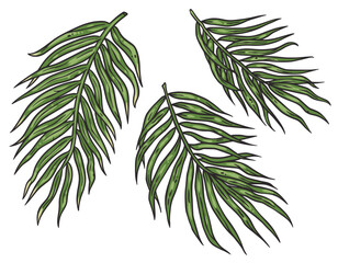 Tropical plants or summer exotic leafs for decoration wedding or florist shop. Nature exotic plant with palm leafs for vector tropic design