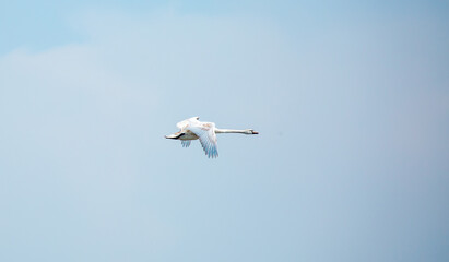 Fototapeta premium Flying swans in the blue sky. Waterfowl at the nesting site. A flock of swans walks on a blue lake.