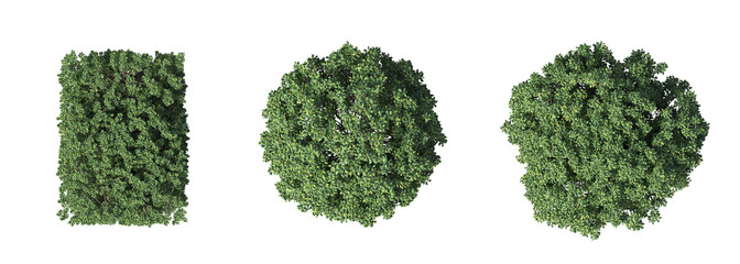 bush, top view, isolated on white background, 3D illustration, cg render
