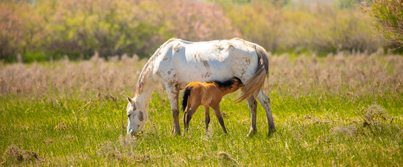 A herd of horses graze in the meadow in summer, eat grass, walk and frolic. Pregnant horses and...