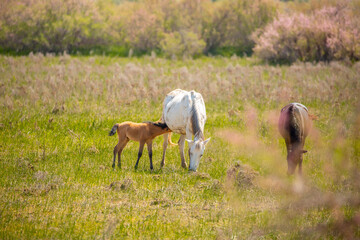 A herd of horses graze in the meadow in summer, eat grass, walk and frolic. Pregnant horses and...