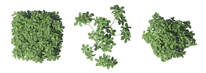 bush, top view, isolate on a transparent background, 3D illustration, cg render
