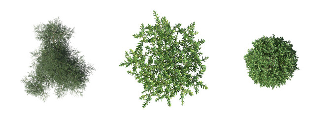 bush, top view, isolate on a transparent background, 3D illustration, cg render
