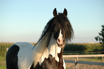 Beautiful approved Irish Cob Stallion Boris