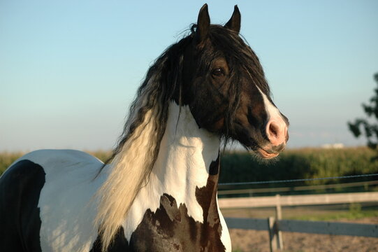 Beautiful approved Irish Cob Stallion Boris