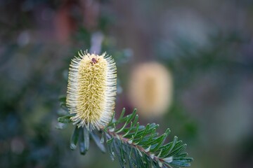 yellow Banksia flower in tasmania australia in summer
