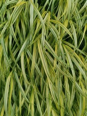 tropical grass plant background. Exotic surface fresh organic material