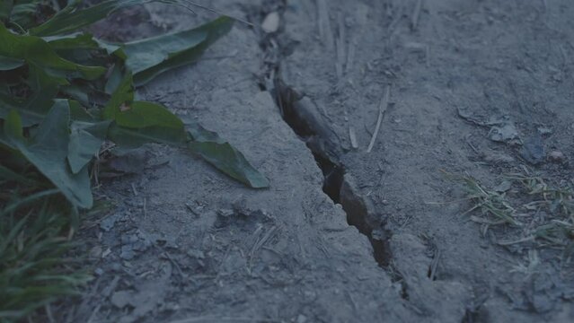 Long crack in dry soil near fallen plant leaves in evening. Concept of defect in ground and green vegetation growing nearby. Consequences of earthquakes