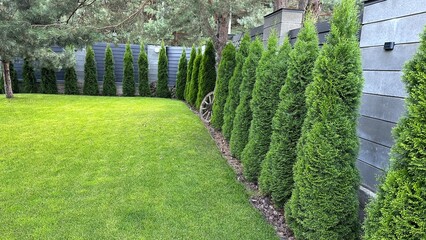 Green arborvitae planted in a row on a green lawn. Landscaping in the courtyard of a private house....