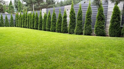 Green arborvitae planted in a row on a green lawn. Landscaping in the courtyard of a private house....