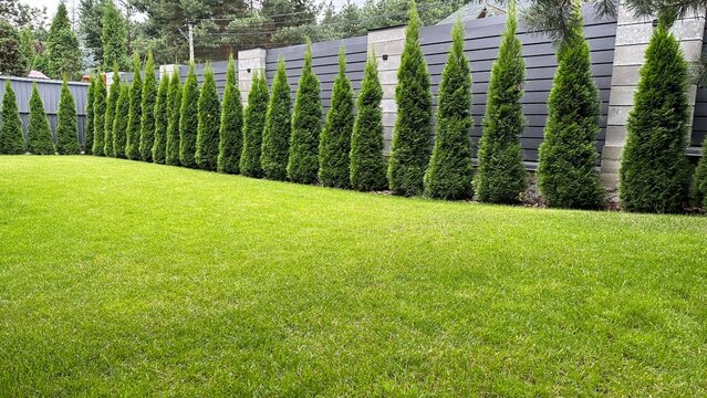 Green arborvitae planted in a row on a green lawn. Landscaping in the courtyard of a private house. Thuja living fence.